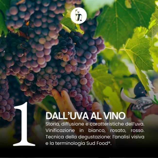 corso-avvicinamento-vino-programma1