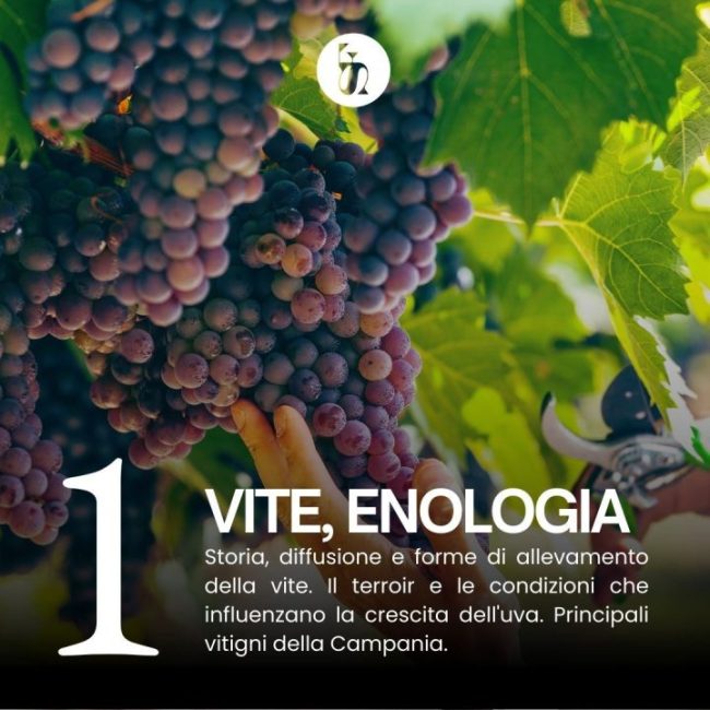 corso-sommelier-napoli-campania-riconosciuto1