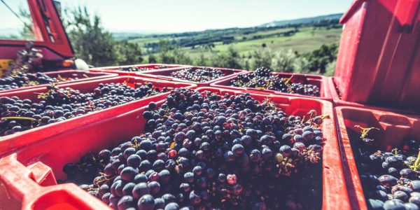 vendemmia-2023-evento-campania-napoli-irpinia